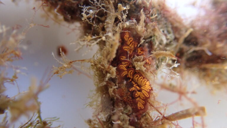 Puertos de Las Palmas constata un incremento del 54% de especies marinas gracias a los arrecifes biomiméticos